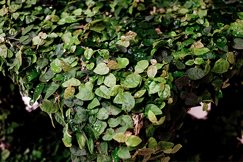 Matéria e Forma, de Nelson Leirner 2009.