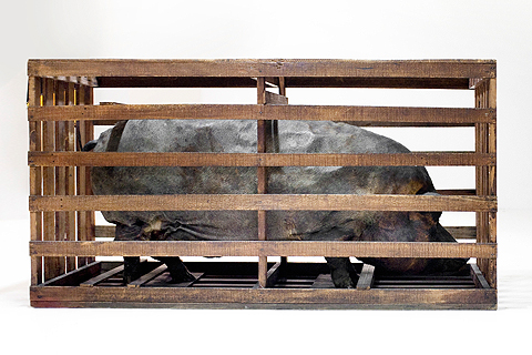 Matéria e Forma – O Porco, de Nelson Leirner, 1966